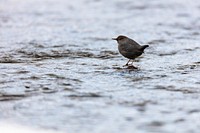 American dipper stands on a stone in Soda Butte Creek by Jacob W. Frank. Original public domain image from Flickr