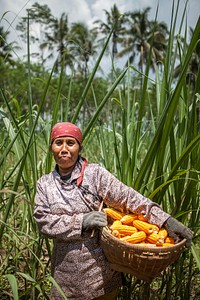 Female farmer holding corn. Panen jagung Ibu Akideh membawa sekeranjang jagung hasil panen di kebunnya di desa Karangsari, Kabupaten Malang, Jawa Timur : Photo courtesy: USAID APIK. Original public domain image from Flickr