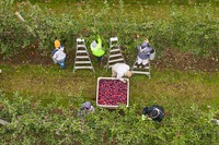 Farmworkers are up at sunrise for the morning harvest at Apex Farm apple orchards in Shelburne, Massachusetts, on October 16, 2019. USDA Photo by Lance Cheung. Original public domain image from Flickr