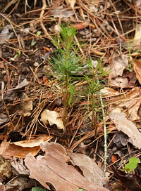 Pine tree seedling