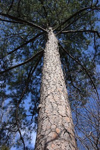 Trunk of pine tree