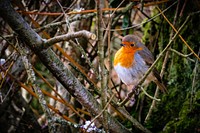 American robin in a woods background.  Original public domain image from Flickr