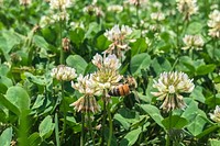 White clover with bees harvesting pollen in Reston, VA, on June 29, 2019. USDA Photo by Lance Cheung. Original public domain image from <a href="https://www.flickr.com/photos/usdagov/49430036298/" target="_blank" rel="noopener noreferrer nofollow">Flickr</a>