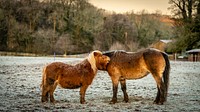 Ponies at a frosty farm. Original public domain image from Flickr