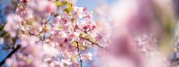 Pink cherry blossom. Free public domain CC0 photo.