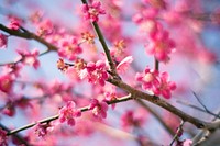 Pink plum blossom background. Free public domain CC0 image.