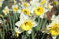 White-yellow daffodil