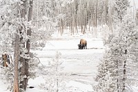 A bison grazes in Norris Geyser Basin by Jacob W. Frank. Original public domain image from Flickr