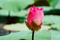 lotus. Original public domain image from Flickr