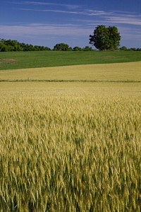 Field of grain Photo by Mike Arnold; West Virginia Department of Agriculture. Original public domain image from Flickr