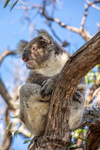 Koala bear post-bushfire recovery. Original public domain image from Flickr