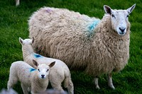 Sheep and lambs. Original public domain image from Flickr