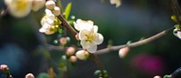 Cherry Blossoms 2020