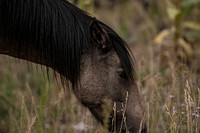 Horses graze on grass where a fire scar helped promote its regrowth after a fire burned the understory at the base of Ponderosa pine trees in the U.S. Department of Agriculture (USDA) Forest Service (FS) Apache-Sitgreaves National Forests, where the Heber Wild Horse Territory is home to many feral horses in the high central Arizona area, , on Sept. 26, 2019.