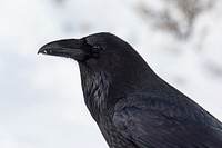 Profile of a raven. Original public domain image from Flickr