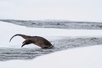 River otter dive sequence by Josh Spice. Original public domain image from Flickr