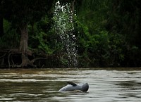 Indo-Pacific finless porpoise. Original public domain image from Flickr
