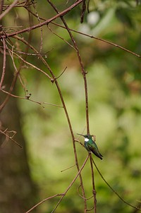 Colibri. Original public domain image from Flickr