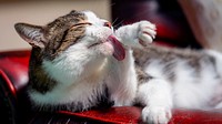 Cat self-grooming on a red couch. Original public domain image from Flickr