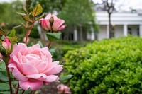 Rose Garden Flowers in BloomRoses dappled with fresh raindrops are seen in bloom Sunday, May 3, 2020, in the Rose Garden of the White House. (Official White House Photo by Tia Dufour). Original public domain image from Flickr