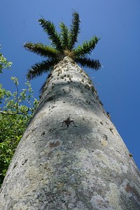Lubber Grasshopper on Royal Palm