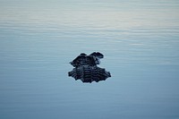 Alligator at Royal Palm. Original public domain image from Flickr