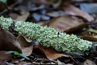 Parmotrema praesorediosum, Leafy Lichen on 3-in-1 Trail