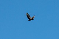 The Turkey Vulture (Cathartes aura) with wingspans up to six-feet and weighing up to five pounds, present a big avian flying safety hazard to pilots flying at Joint Base San Antonio (JBSA) - Randolph, in San Antonio, TX, on April 23, 2020.