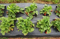 Rows of Strawberry Plants