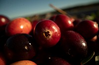 Commercial cranberry dry-harvest operation in Carver, Massachusetts, on October 19, 2019. See album description for more information. USDA Photo by Lance Cheung. Original public domain image from Flickr