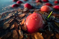 A flooded cranberry bog ready for wet-harvesting in South Carver, Massachusetts, on October 19, 2019. For more information please the album description. USDA Photo by Lance Cheung. Original public domain image from Flickr