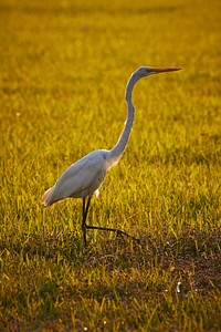 Great Egret. Original public domain image from Flickr