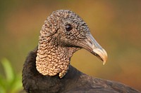 Black vulture. Original public domain image from Flickr