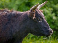 Miniature riding bull grazes in a field outside of Johnsville, Md., April 29, 2020.<br/><br/>USDA/FPAC photo by Preston Keres. Original public domain image from <a href="https://www.flickr.com/photos/usdagov/49834831728/" target="_blank" rel="noopener noreferrer nofollow">Flickr</a>