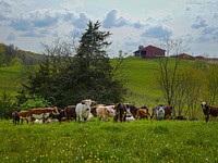 A heard of Miniature Riding Bulls graze in a field outside of Johnsville, Md., April 29, 2020.<br/><br/>USDA/FPAC photo by Preston Keres. Original public domain image from <a href="https://www.flickr.com/photos/usdagov/49834832548/" target="_blank" rel="noopener noreferrer nofollow">Flickr</a>