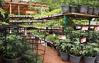 Herbs and Tomato Plants for Sale