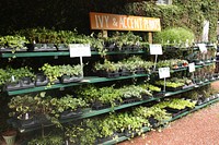 Ivy and Accent Plants for Sale