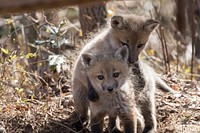 Baby red foxes. Original public domain image from Flickr