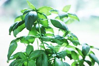 Basil Leaves