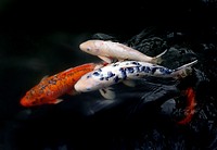 Koi or more specifically nishikigoi, are ornamental varieties of domesticated common carp that are kept for decorative purposes in outdoor koi ponds or water gardens. Koi varieties are distinguished by coloration, patterning, and scalation. Original public domain image from Flickr