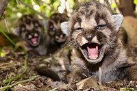 P-54, a three-year old mountain lion living in the Santa Monica Mountains, recently gave birth to a litter of kittens – males P-82 and P-83, and female P-84. Researchers believe this is her first litter.