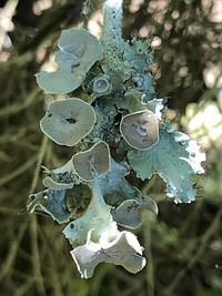 Lichen close up.<br/><br/> <br/><br/>USDA photo by Prem Kumar. Original public domain image from <a href="https://www.flickr.com/photos/usdagov/49998931002/" target="_blank" rel="noopener noreferrer nofollow">Flickr</a>