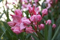 Oleander 