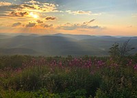 Fireweed on Spruce Knob at sunset (FR 104), Spruce Knob-Seneca Rocks National Recreation Area, Monongahela National Forest, Pendleton County, West Virginia, August 3, 2019. (USDA Forest Service photo by Roni Fein). Original public domain image from Flickr