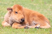 A newborn bison calf resting in Mammoth Hot Springs. Original public domain image from Flickr