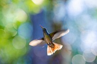 Bee hummingbird animal image. Free public domain CC0 photo.