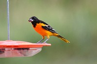 Baltimore orioleThis vibrant male Baltimore oriole stopped by to enjoy some grape jelly.Photo by Courtney Celley/USFWS. Original public domain image from Flickr