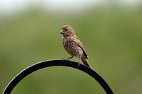 House finchA female house finch perched near a bird feeder.Photo by Courtney Celley/USFWS. Original public domain image from Flickr