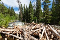 Horse Creek log jam at the bridge. Original public domain image from Flickr