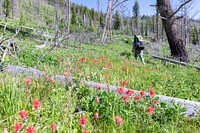 Backpacker hiking the Hellroaring Creek trail in the Absaroka Beartooth Wilderness, USA. Original public domain image from Flickr